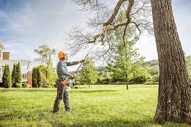 How Our Tree Care Process Works  in  Moore, OK