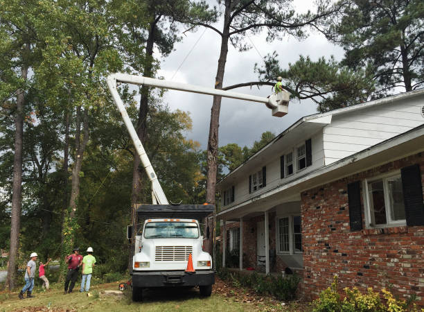 Best Residential Tree Removal  in Moore, OK