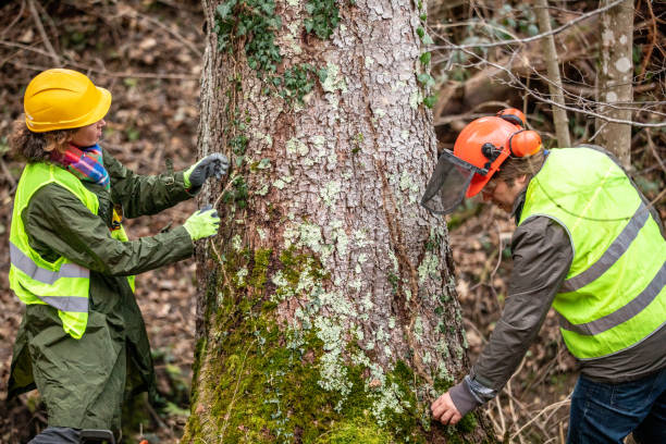 Best Tree Disease Treatment  in Moore, OK