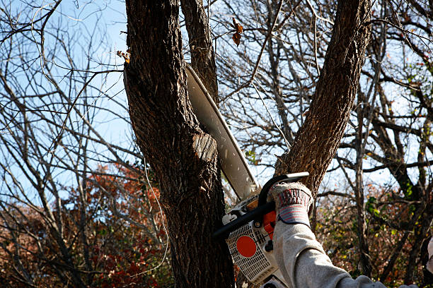 Reliable Moore, OK Tree Removal Services Solutions