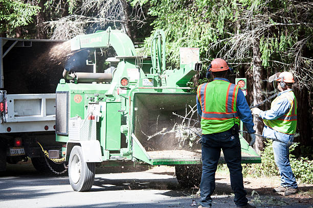 Best Tree and Shrub Care  in Moore, OK