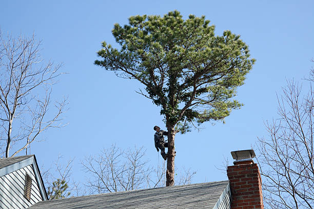 Best Stump Grinding and Removal  in Moore, OK