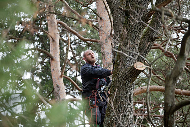 Best Hazardous Tree Removal  in Moore, OK