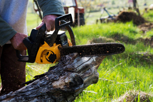 Best Storm Damage Tree Cleanup  in Moore, OK