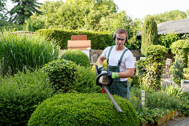 Lawn Renovation and Restoration